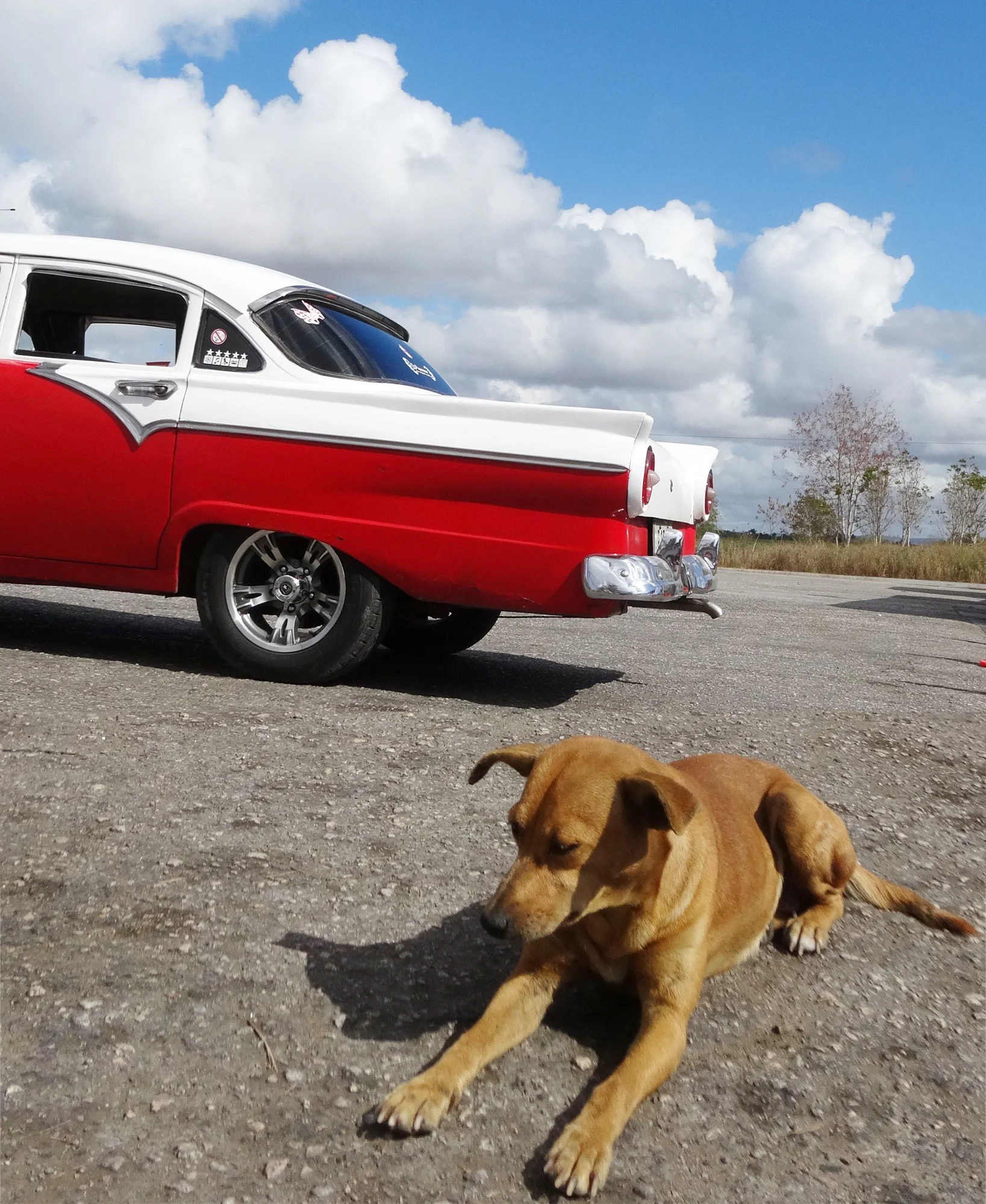 Chien brun allongé devant une voiture américaine ancienne rouge et blanche à Cuba, sous un ciel nuageux — Chien de collection